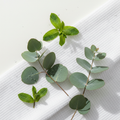 Release & Flow Room Mist with fresh eucalyptus sprigs and spearmint leaves on white linen cloth